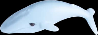 Blauwal Hans